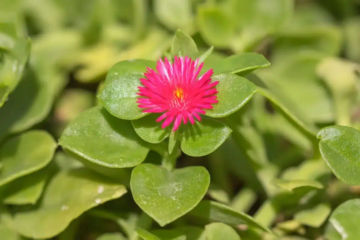 Aptenia cordifolia ou Rosinha de sol