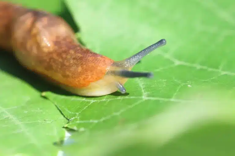 como acabar com as lesmas nas plantas