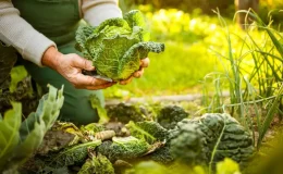 horta em espaços pequenos