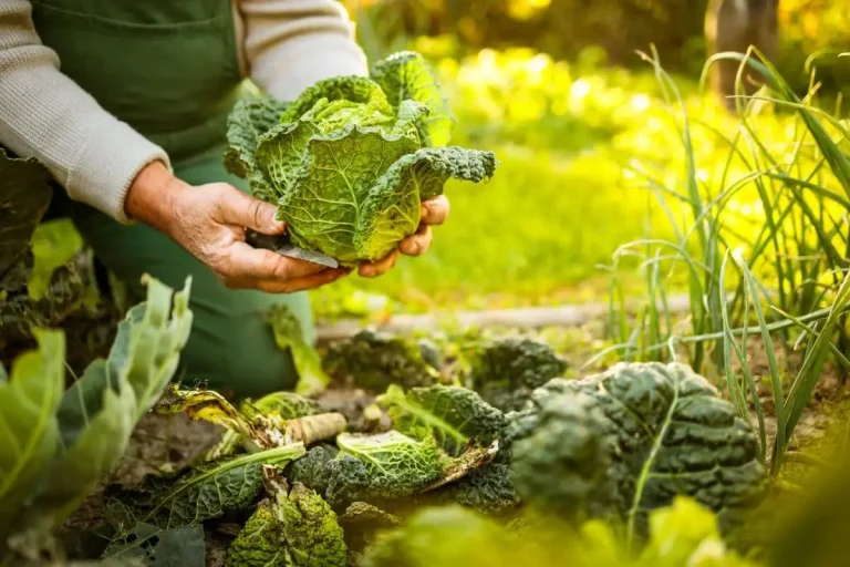 horta em espaços pequenos