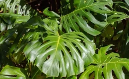 tipos de monstera com folhas verdes