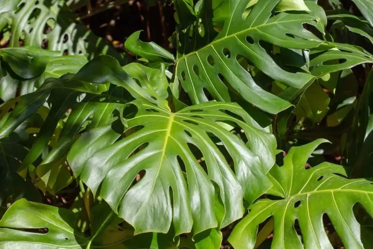 tipos de monstera com folhas verdes