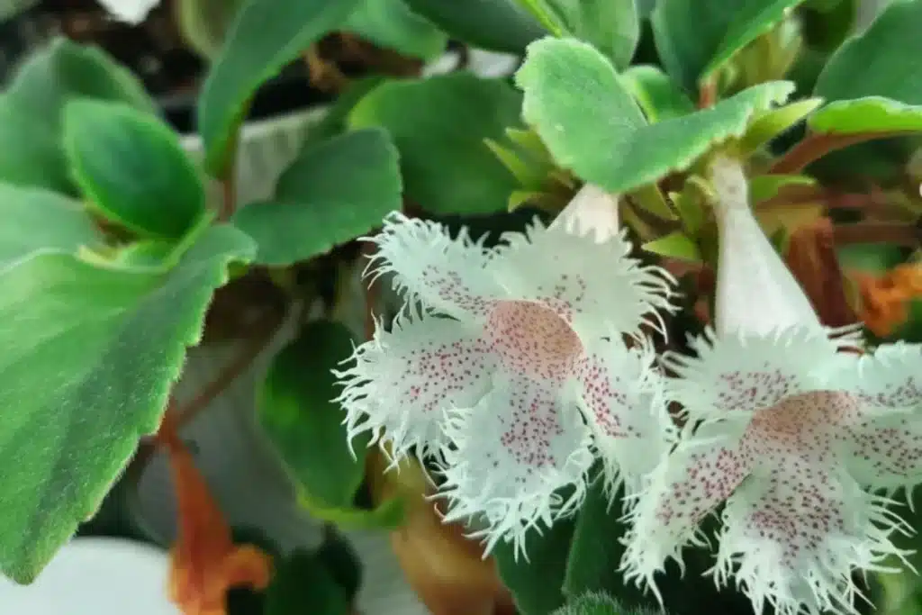 Colar-de-flores Alsobia dianthiflora