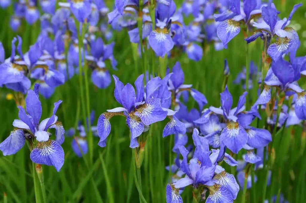 Iris sibirica, flores resistentes ao frio