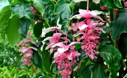 Medinilla magnifica folha verde e flor rosa