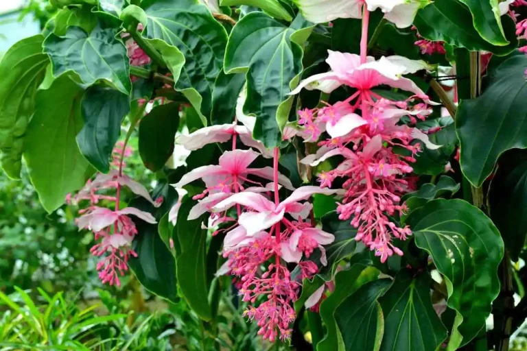Medinilla magnifica folha verde e flor rosa