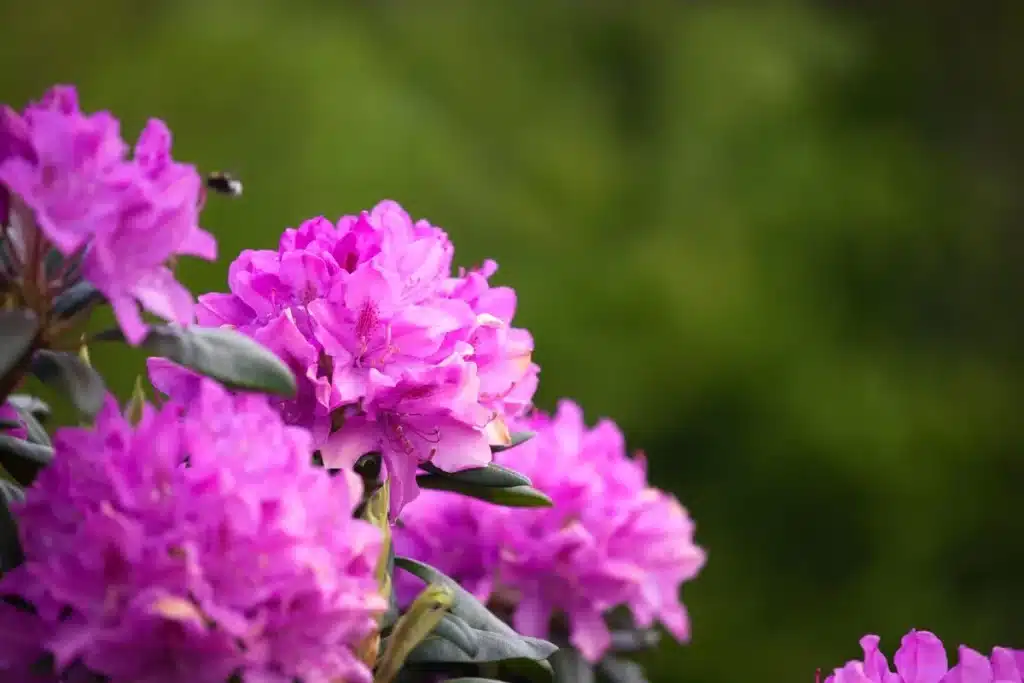 Rhododendron thomsonii, flor resistente ao clima frio