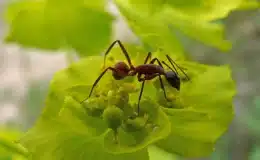 como tirar formigas das plantas