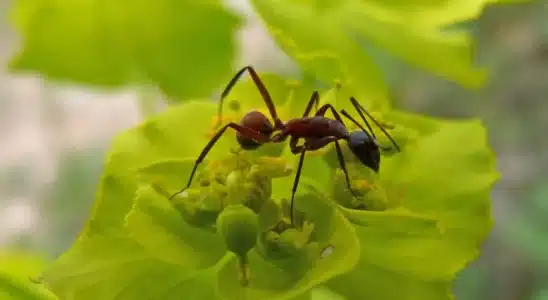 como tirar formigas das plantas