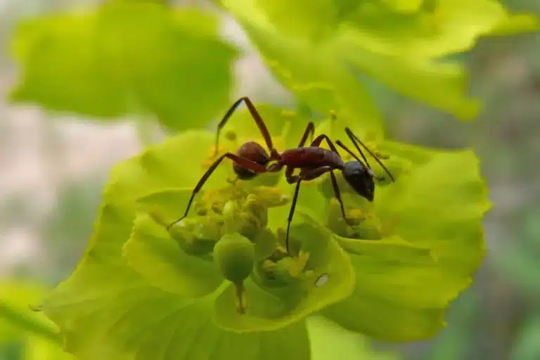 como tirar formigas das plantas