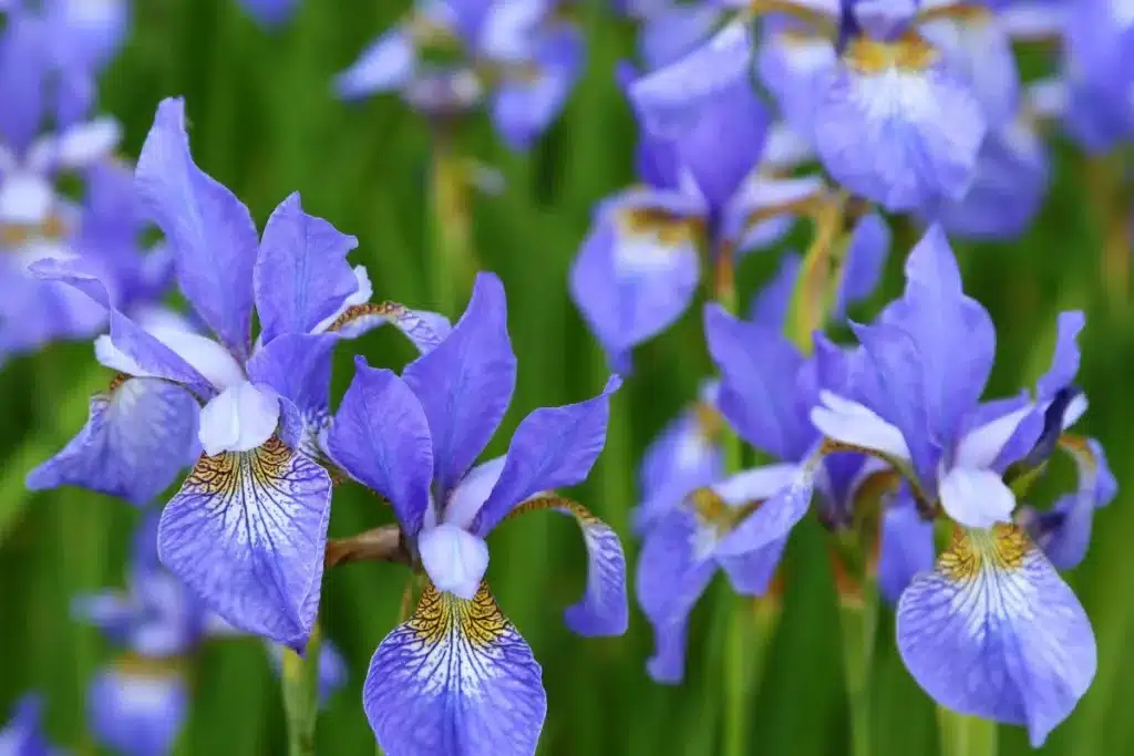 flores resistentes ao frio de cor azul da espécie Iris sibirica