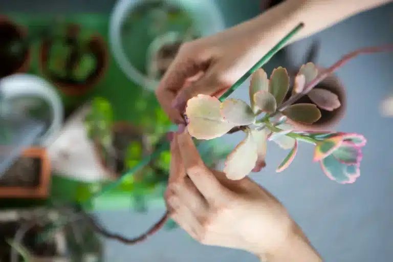 mudas de plantas não enraízam