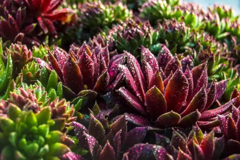 planta saudável