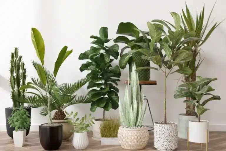 planta de sombra são diferentes