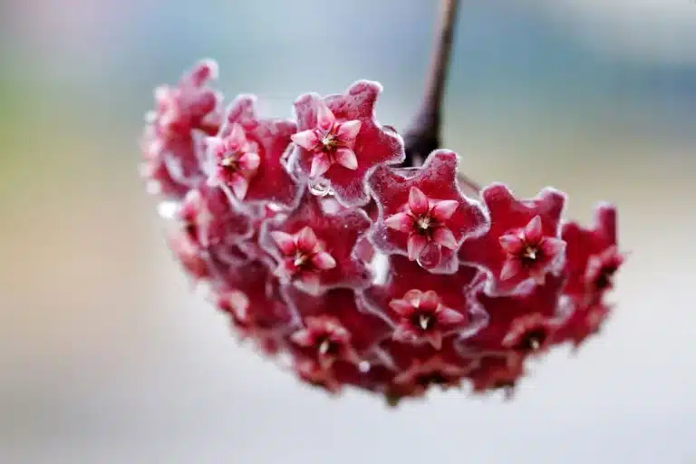 plantas perenes que gostam de sombra