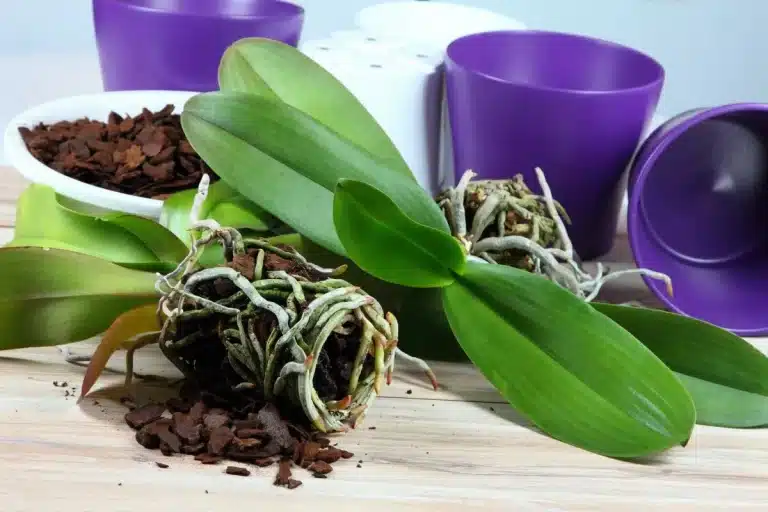 quando devo replantar minha orquídea