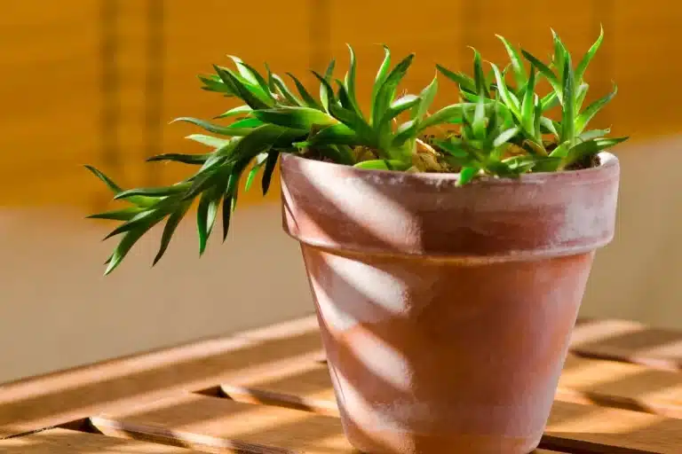 tipo de luminosidade para plantas