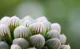 haworthia cooperi