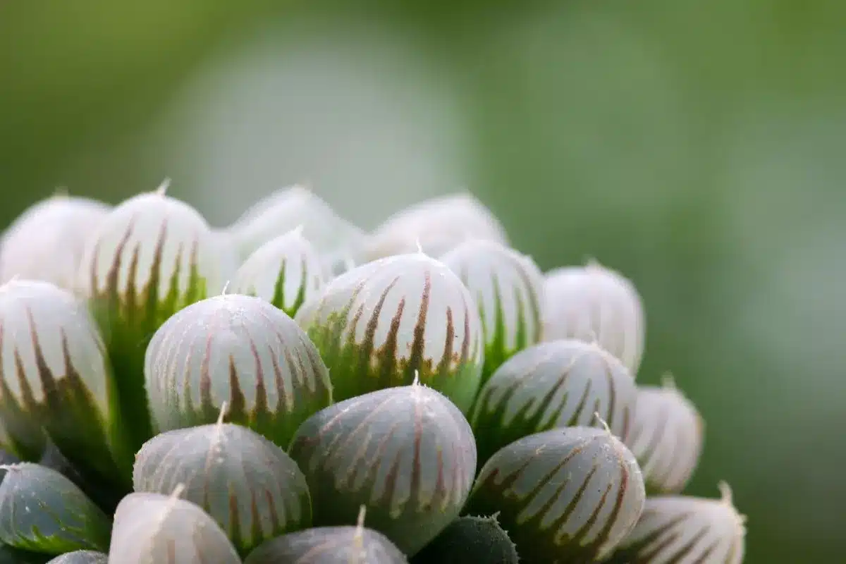 Haworthia Cooperi: Variedades e Cuidados