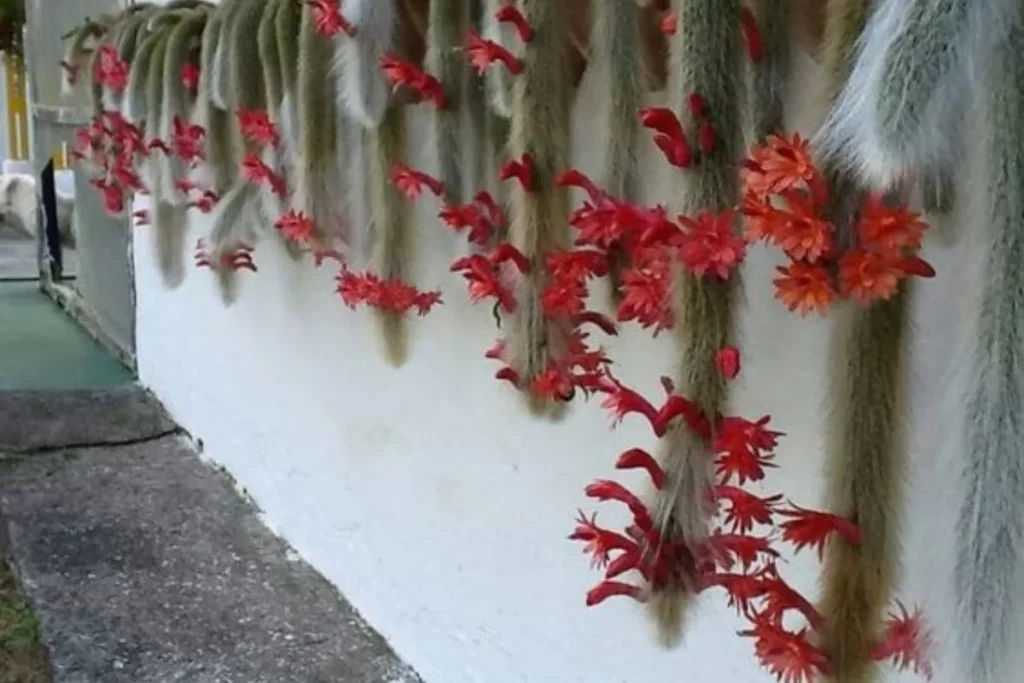 planta pendente cacto-rabo-de-macaco ou Cleistocactus winteri com flores vermelhas