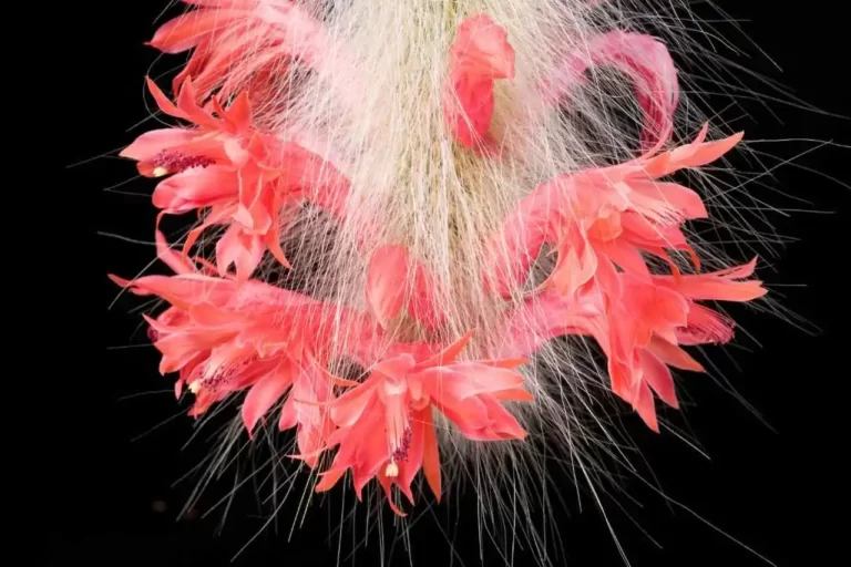 planta pendente com flores vermelhas