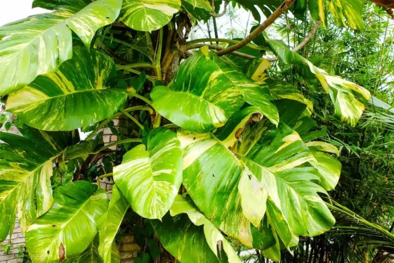 como fazer muda da planta jiboia que está crescendo como trepadeira no tronco de árvore