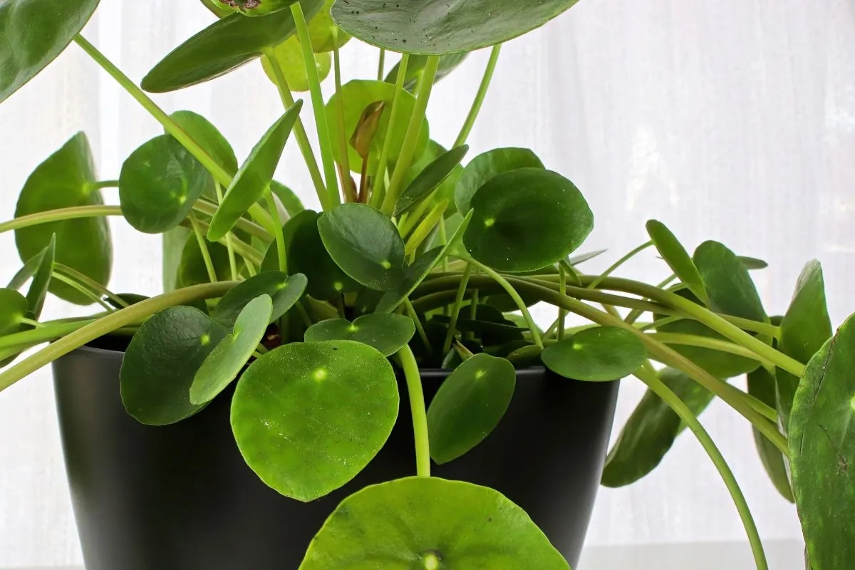 Como Fazer Muda De Pilea Peperomioides