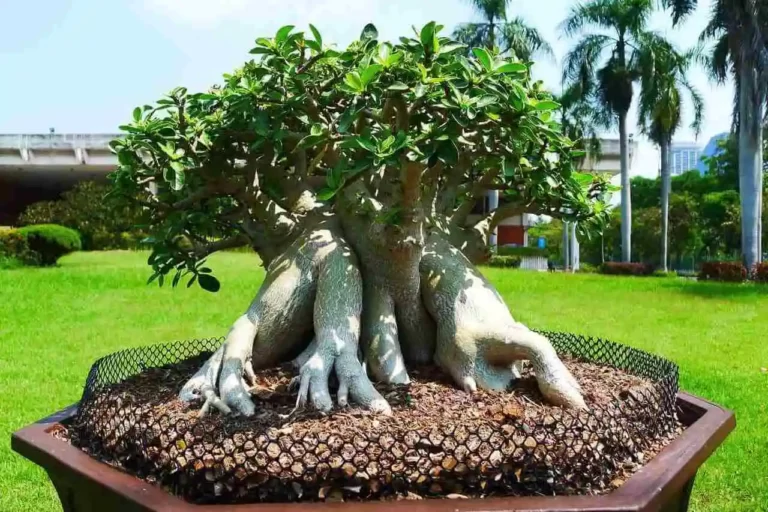 rosa-do-deserto em pedestal em jardim de grama verde