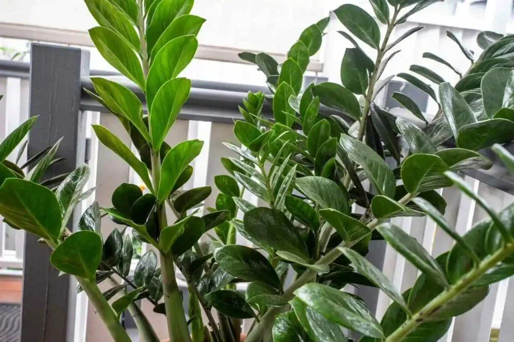 melhor substrato para Zamioculca com folhas verdes e hastes longas na frente da janela de apartamento