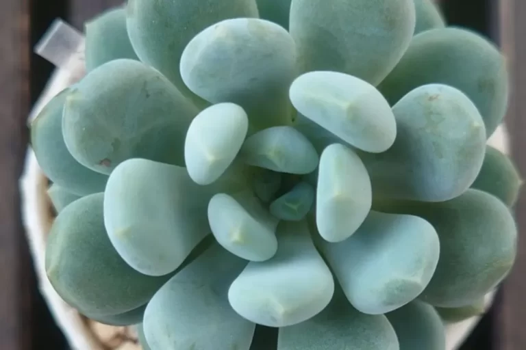suculenta Pachyphytum hookeri