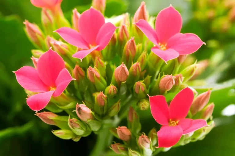 como cultivar a flor da fortuna