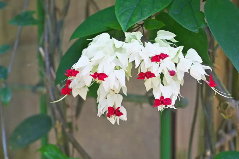 planta Lágrima de Cristo
