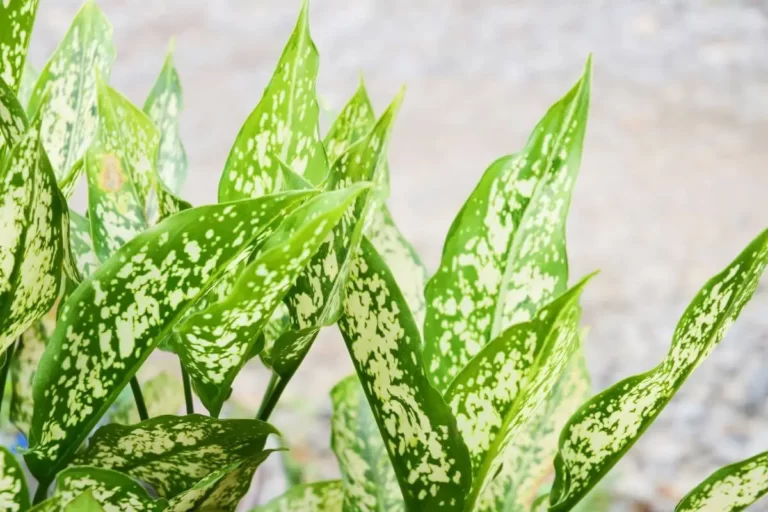 Aglaonema Simplex Blume