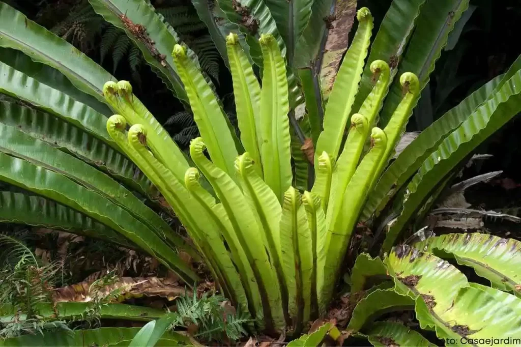 tipos de samambaia Asplenium australasicum