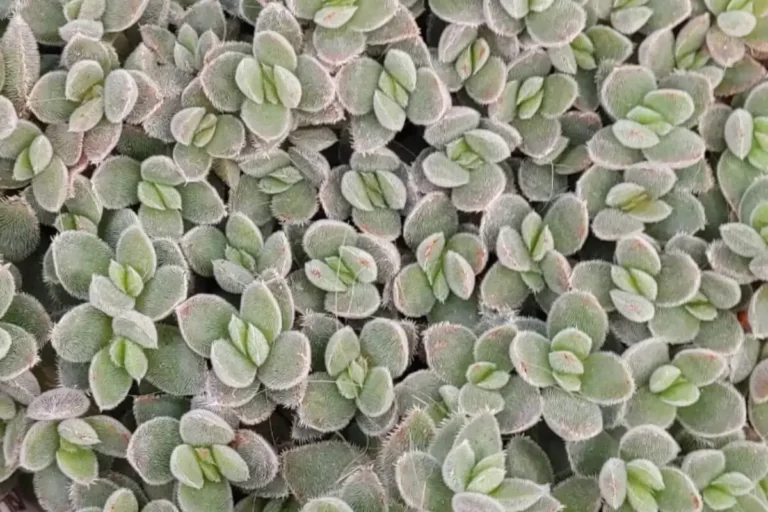 Crassula-lanuginosa