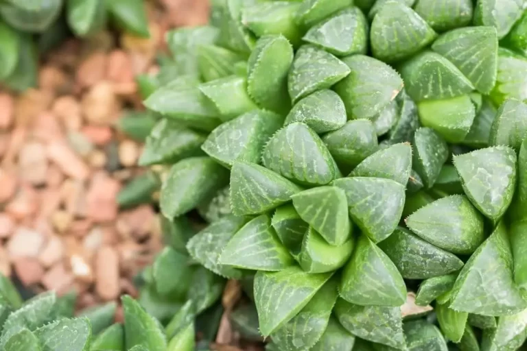 Suculenta Haworthia Cymbiformis