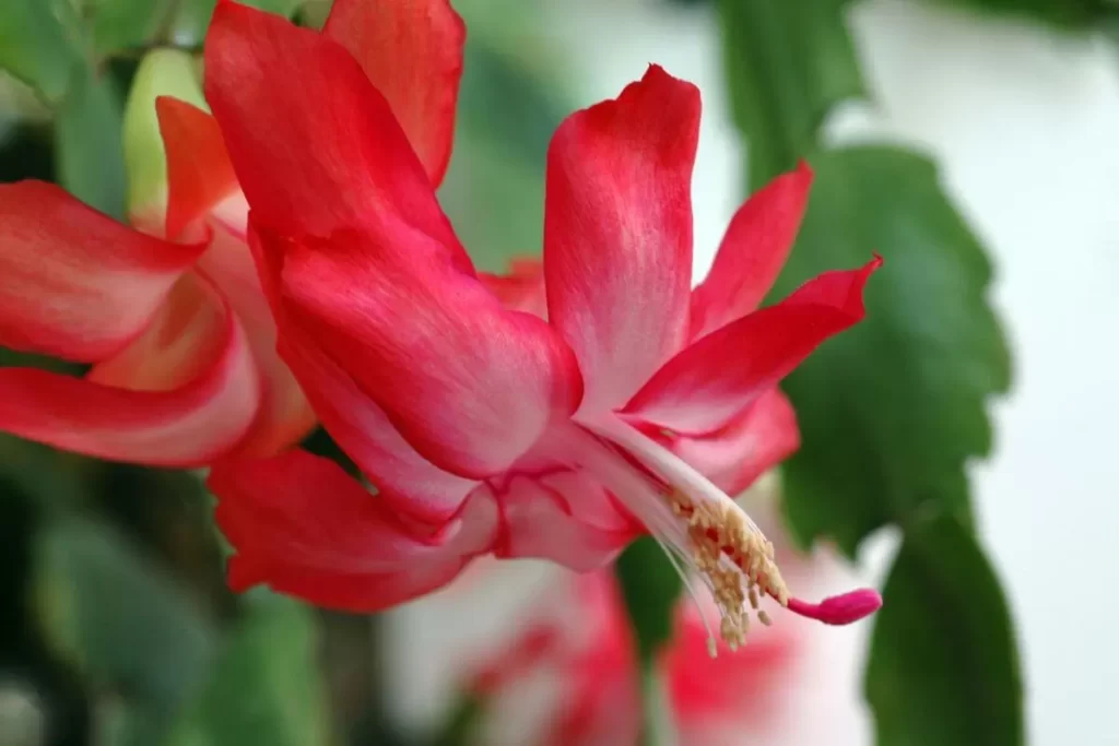 Suculentas com flores vermelhas, Schlumbergera truncata