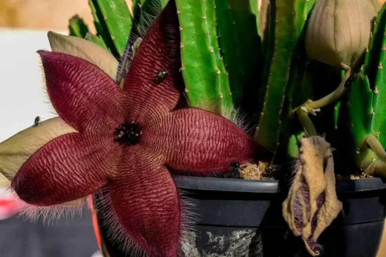 Stapelia Hirsuta