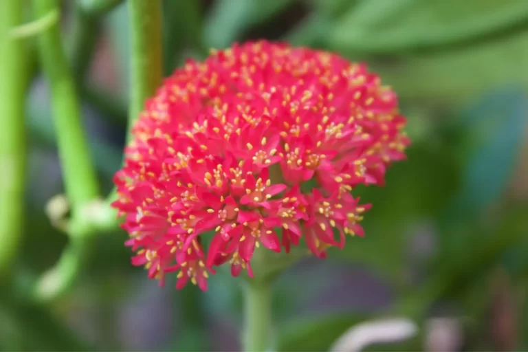 crassula falcata folha estreita com folhas vermelhas