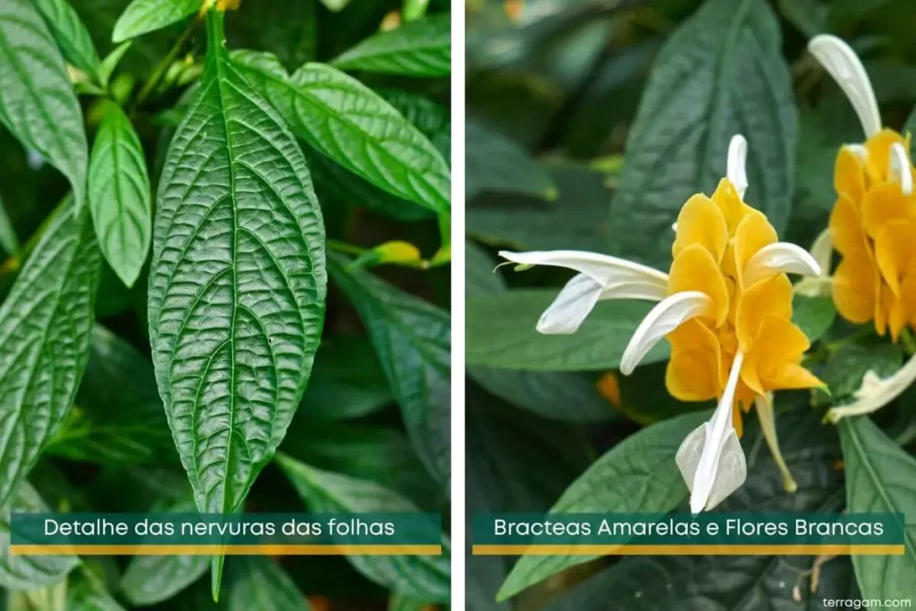 folha e flor Camarão-amarelo planta