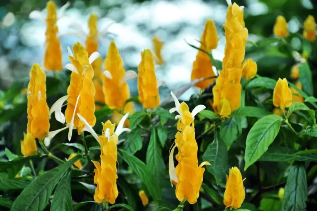 flor Camarão-amarelo