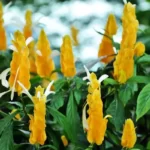 Flor Camarão-amarelo