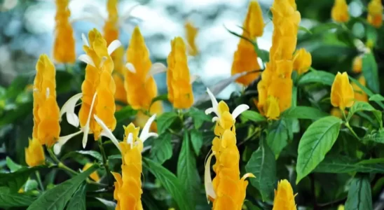 Flor Camarão-amarelo