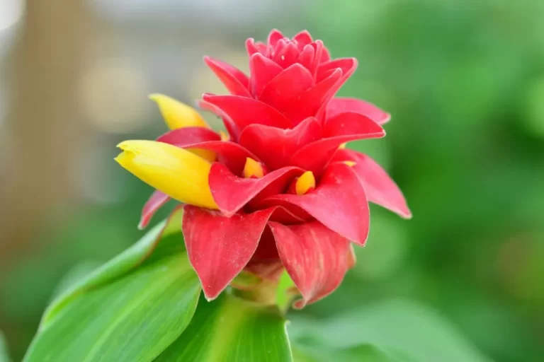 suculentas com flores vermelhas