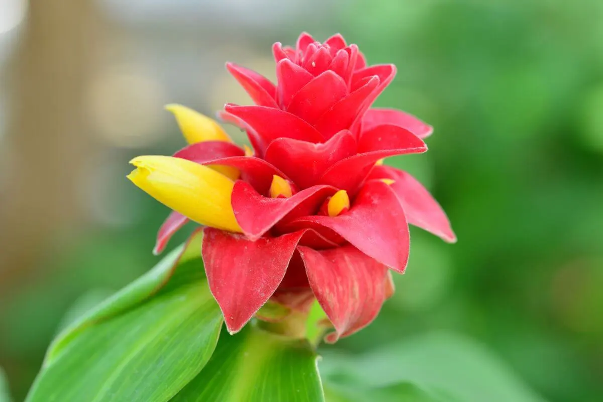 7 Suculentas Com Flores Vermelhas: As Flores Mais Vibrantes
