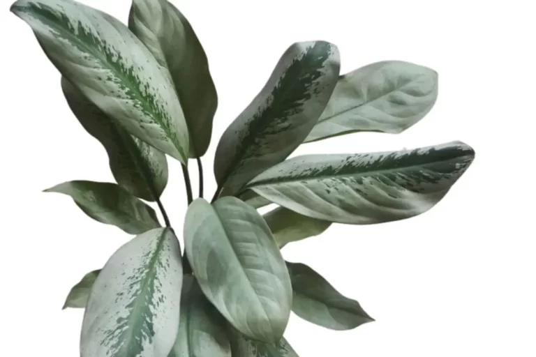 Aglaonema crispum