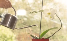 como regar as orquídeas