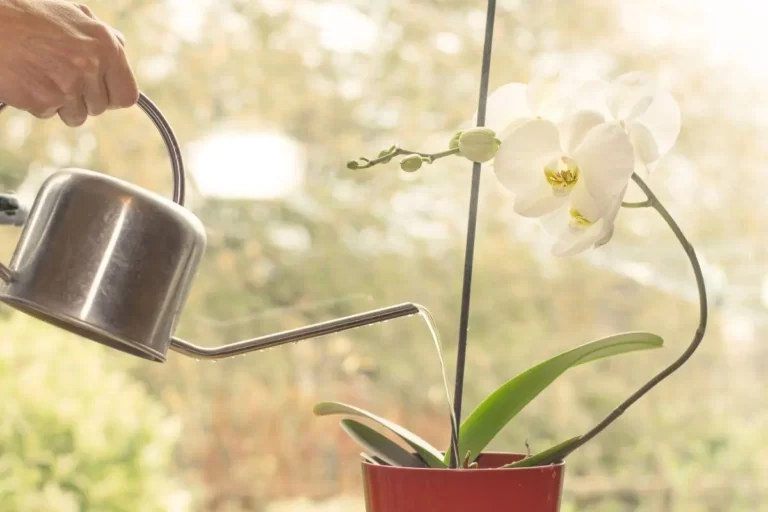 como regar as orquídeas