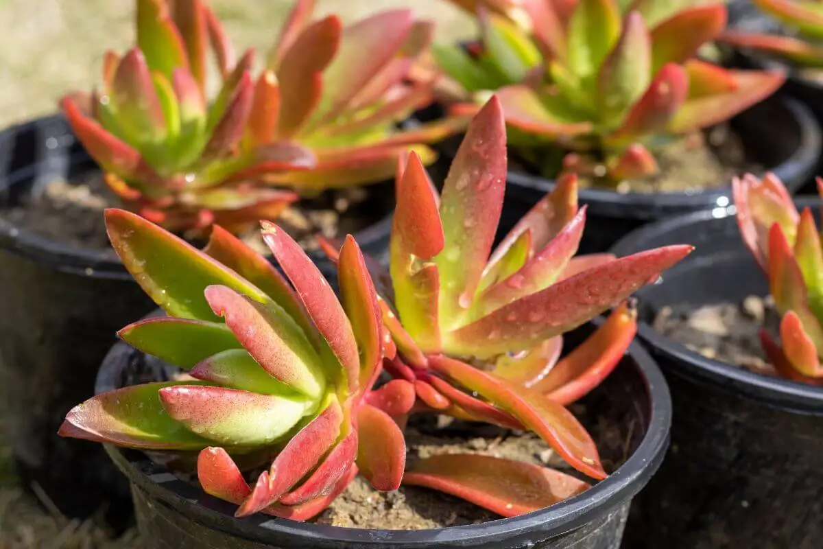 Crassula Capitella Campfire