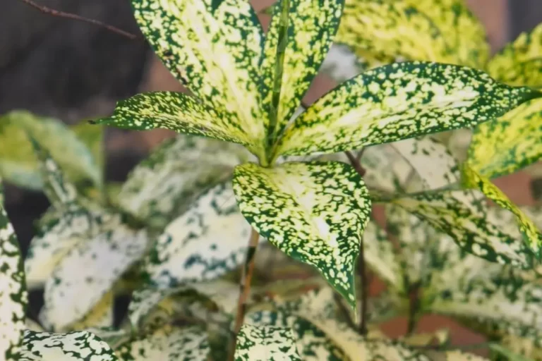 Dracena confeti ou Dracaena godseffiana